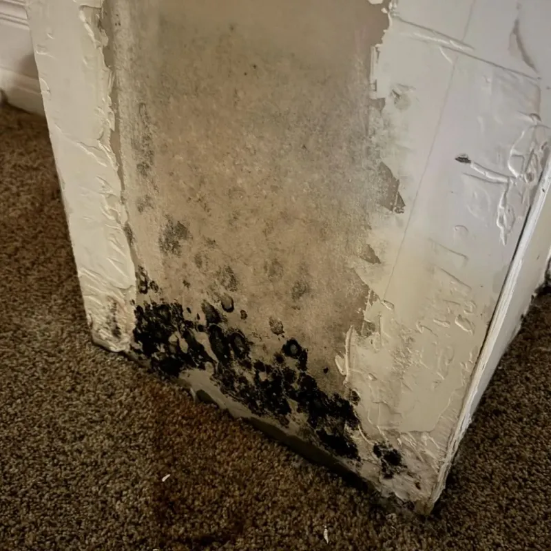 Professional Mold Removal in Wright County, MO